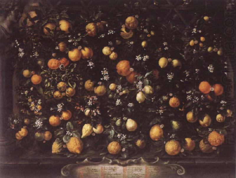 Bartolomeo Bimbi Orange lemon Limetten and Lunien china oil painting image
